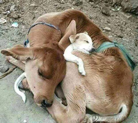 cow and puppy